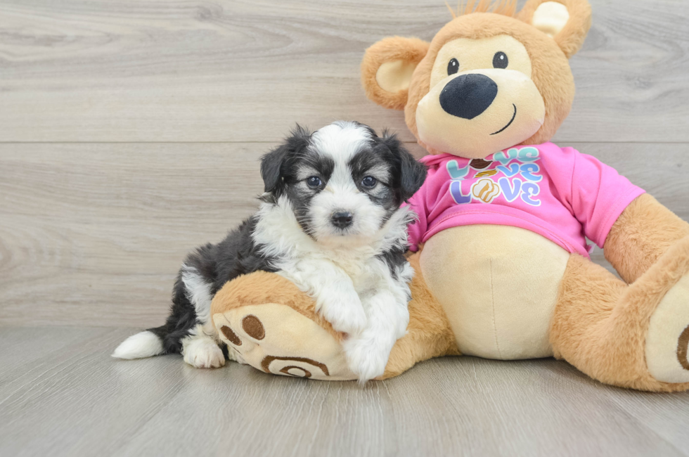 5 week old Aussiechon Puppy For Sale - Simply Southern Pups