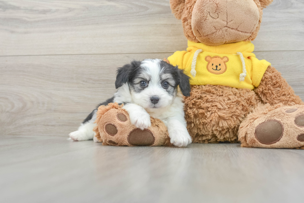 Fluffy Aussiechon Designer Pup