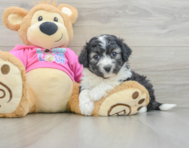 5 week old Aussiechon Puppy For Sale - Simply Southern Pups