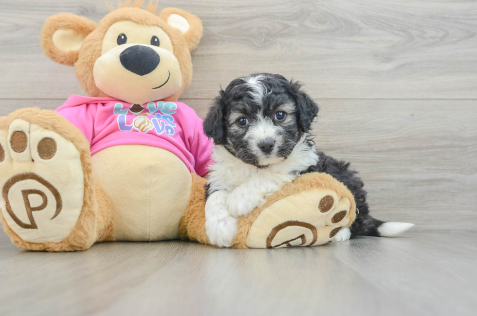 5 week old Aussiechon Puppy For Sale - Simply Southern Pups