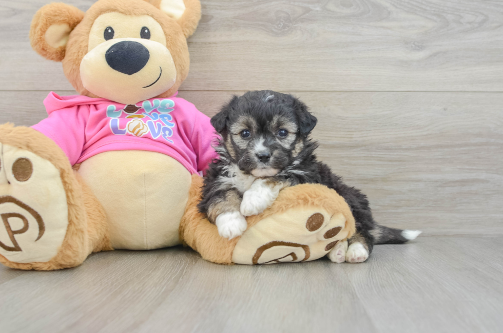 5 week old Aussiechon Puppy For Sale - Simply Southern Pups