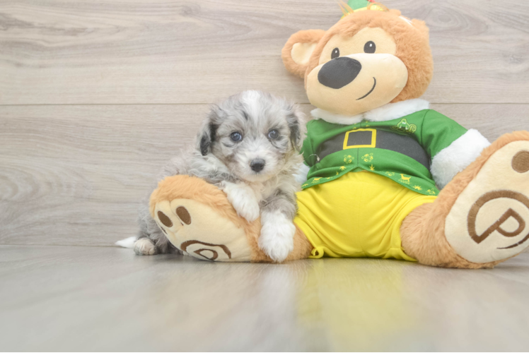 Smart Aussiechon Designer Pup