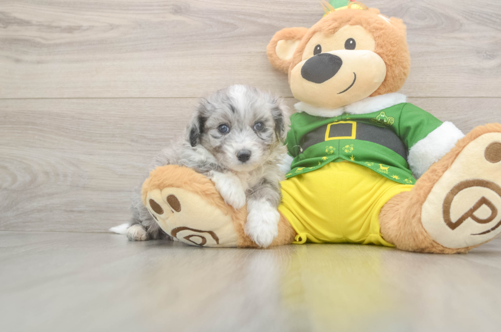 5 week old Aussiechon Puppy For Sale - Simply Southern Pups