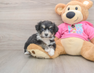 7 week old Aussiechon Puppy For Sale - Simply Southern Pups