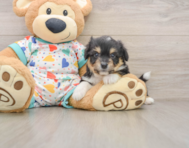 6 week old Aussiechon Puppy For Sale - Simply Southern Pups