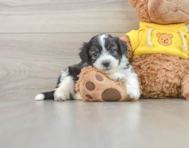 7 week old Aussiechon Puppy For Sale - Simply Southern Pups