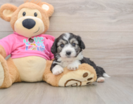 7 week old Aussiechon Puppy For Sale - Simply Southern Pups