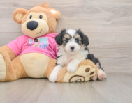 5 week old Aussiechon Puppy For Sale - Simply Southern Pups