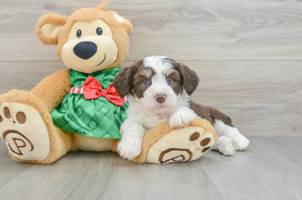 6 week old Aussiechon Puppy For Sale - Simply Southern Pups