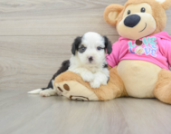 8 week old Aussiechon Puppy For Sale - Simply Southern Pups
