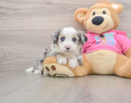 7 week old Aussiechon Puppy For Sale - Simply Southern Pups