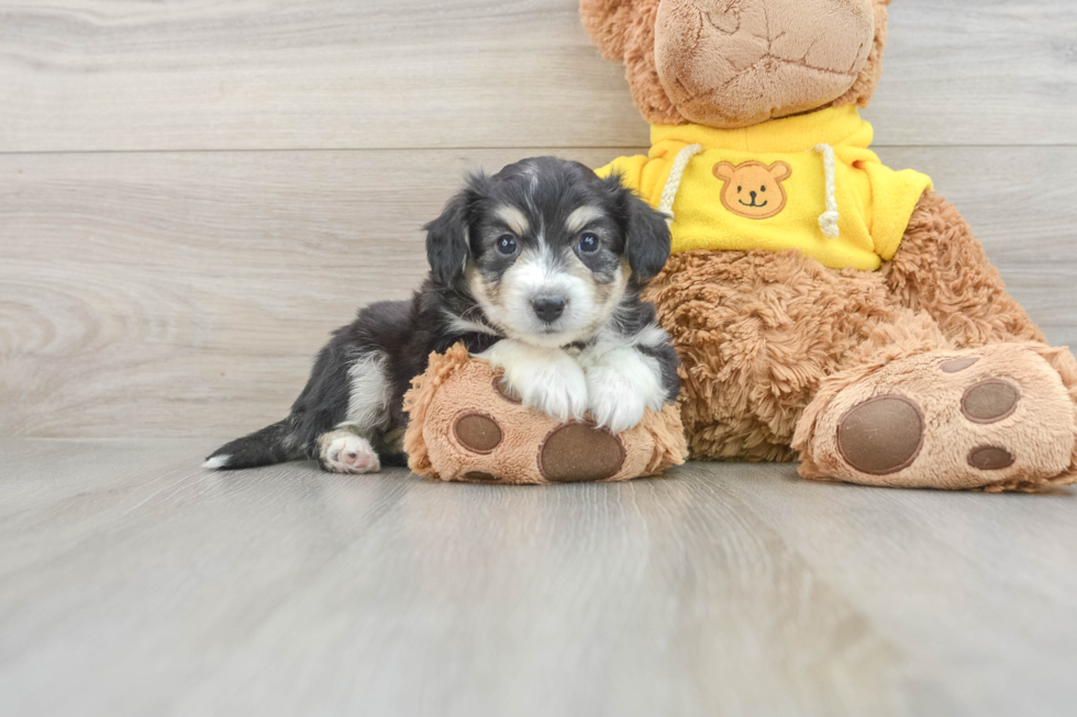 Aussiechon Pup Being Cute