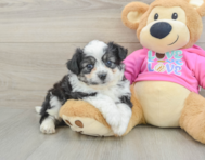 8 week old Aussiechon Puppy For Sale - Simply Southern Pups
