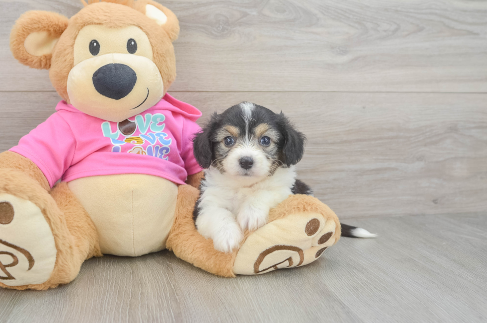 5 week old Aussiechon Puppy For Sale - Simply Southern Pups