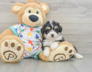7 week old Aussiechon Puppy For Sale - Simply Southern Pups