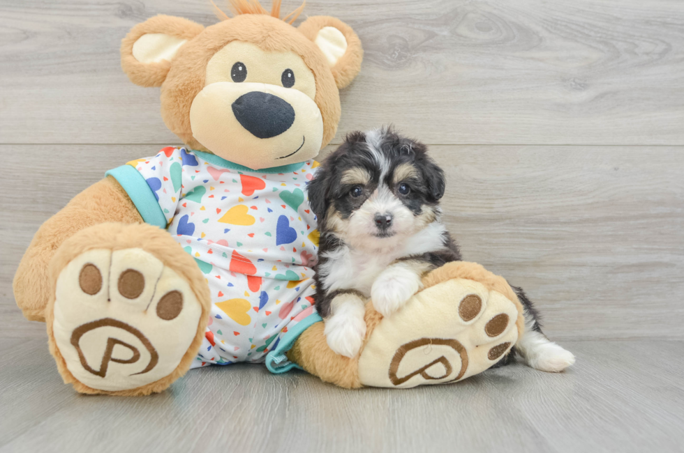 6 week old Aussiechon Puppy For Sale - Simply Southern Pups