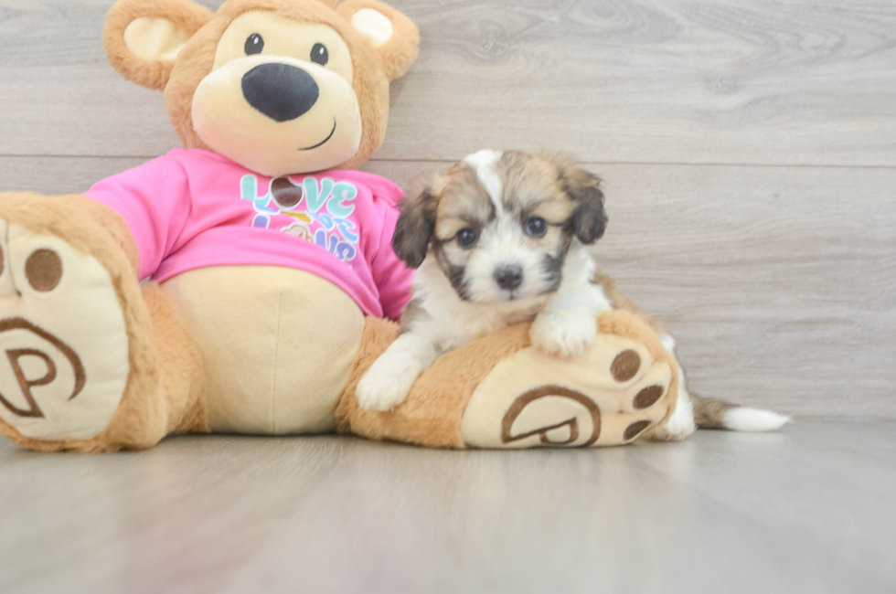5 week old Aussiechon Puppy For Sale - Simply Southern Pups