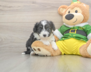 5 week old Aussiechon Puppy For Sale - Simply Southern Pups