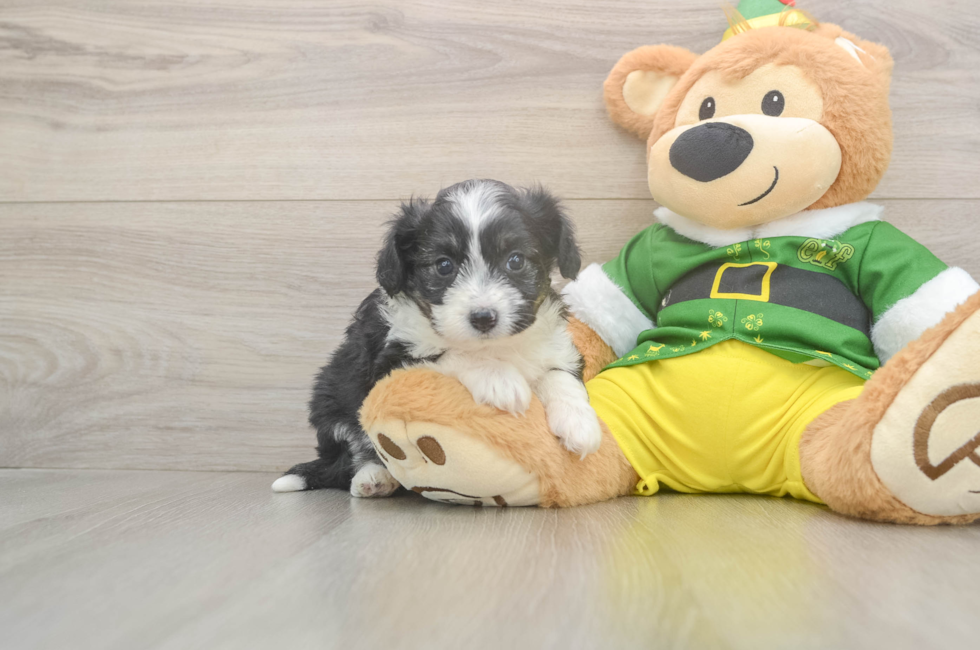 5 week old Aussiechon Puppy For Sale - Simply Southern Pups