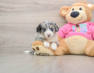 8 week old Aussiechon Puppy For Sale - Simply Southern Pups