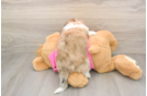 Aussiechon Puppy for Adoption