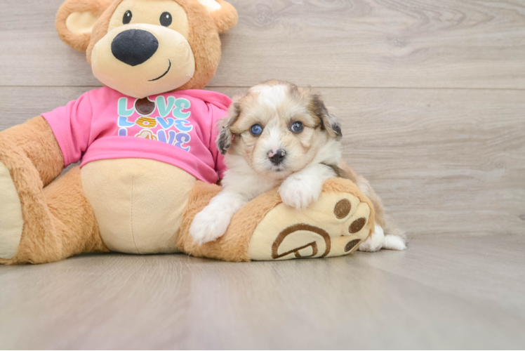 Aussiechon Puppy for Adoption