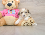 8 week old Aussiechon Puppy For Sale - Simply Southern Pups