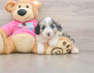 5 week old Aussiechon Puppy For Sale - Simply Southern Pups