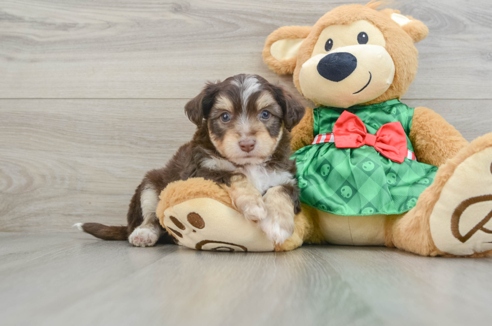 6 week old Aussiechon Puppy For Sale - Simply Southern Pups