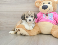 6 week old Aussiechon Puppy For Sale - Simply Southern Pups