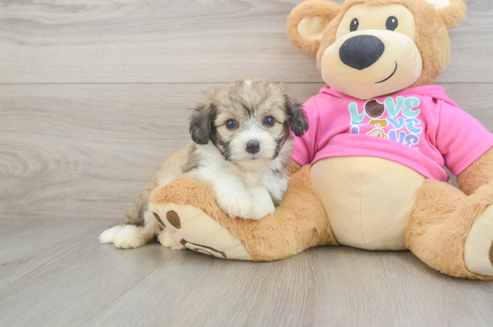 5 week old Aussiechon Puppy For Sale - Simply Southern Pups