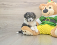 5 week old Aussiechon Puppy For Sale - Simply Southern Pups