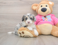 8 week old Aussiechon Puppy For Sale - Simply Southern Pups