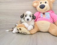8 week old Aussiechon Puppy For Sale - Simply Southern Pups