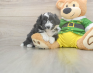 5 week old Aussiechon Puppy For Sale - Simply Southern Pups