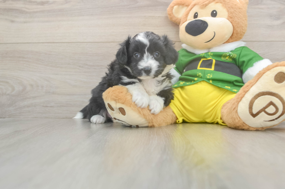 5 week old Aussiechon Puppy For Sale - Simply Southern Pups