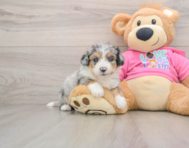 8 week old Aussiechon Puppy For Sale - Simply Southern Pups