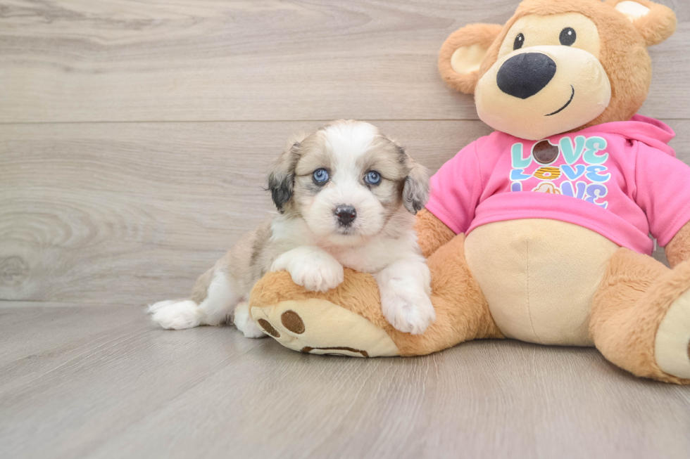 Aussiechon Puppy for Adoption