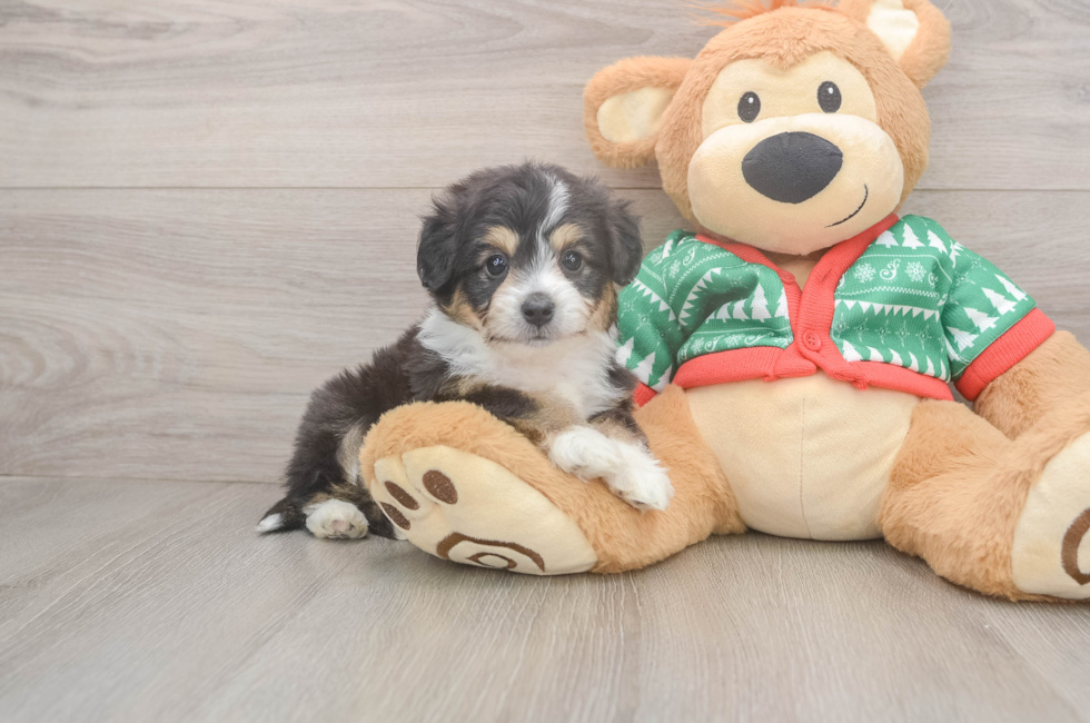 6 week old Aussiechon Puppy For Sale - Simply Southern Pups