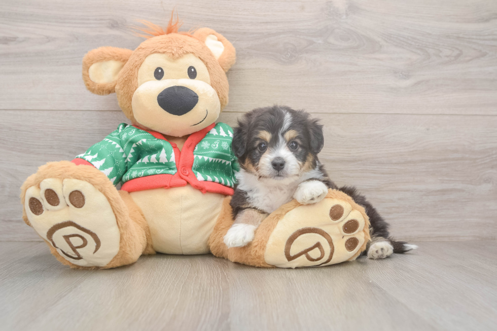 Best Aussiechon Baby