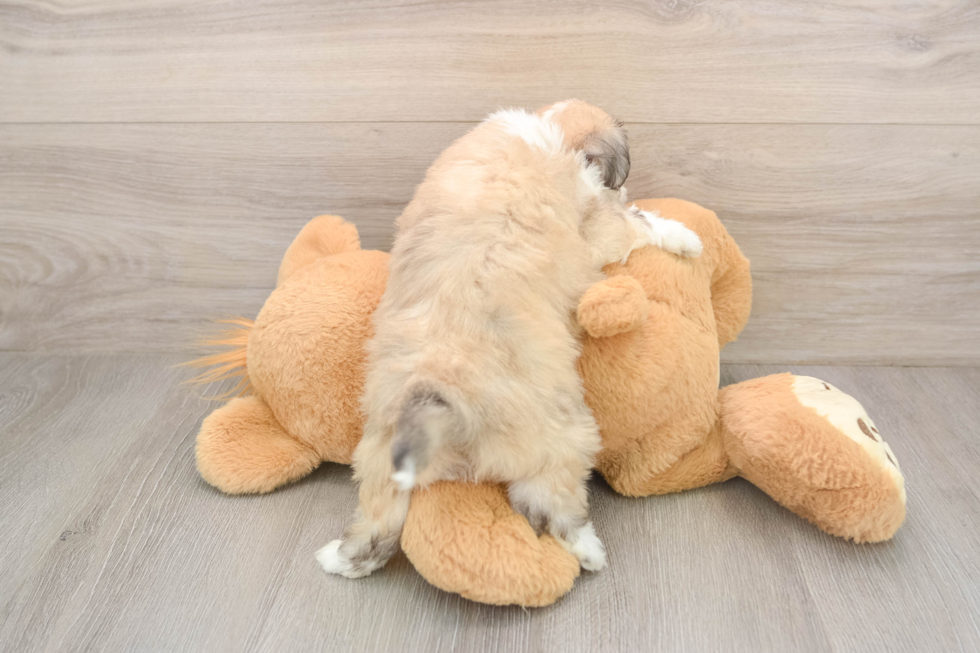 Aussiechon Puppy for Adoption