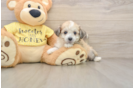 Hypoallergenic Aussie Bichon Designer Puppy