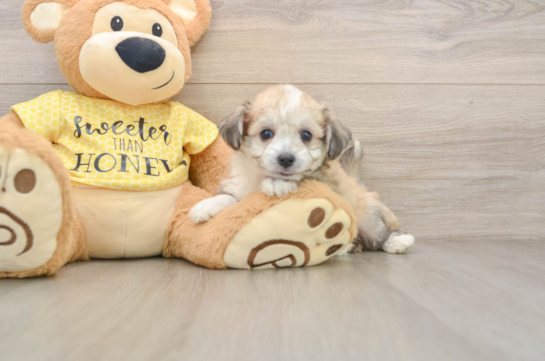 Hypoallergenic Aussie Bichon Designer Puppy