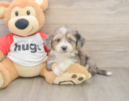 8 week old Aussiechon Puppy For Sale - Simply Southern Pups