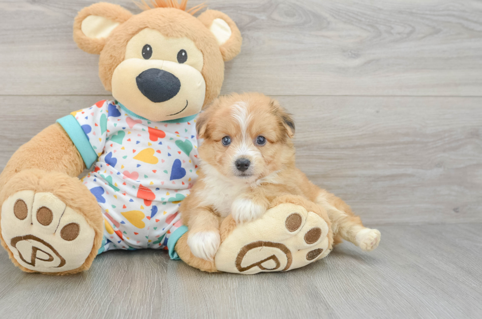 6 week old Aussiechon Puppy For Sale - Simply Southern Pups