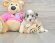 8 week old Aussiechon Puppy For Sale - Simply Southern Pups