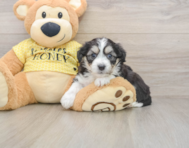6 week old Aussiechon Puppy For Sale - Simply Southern Pups
