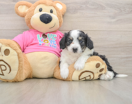 7 week old Aussiechon Puppy For Sale - Simply Southern Pups