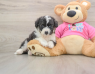 5 week old Aussiechon Puppy For Sale - Simply Southern Pups
