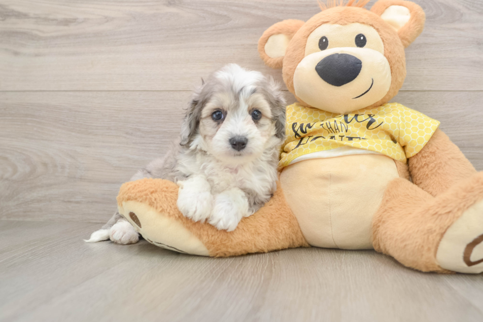Smart Aussiechon Designer Pup